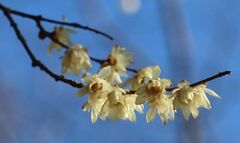 Corylopsis