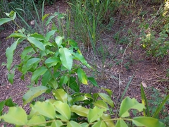 Calydna sturnula