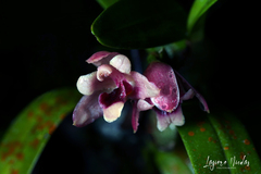 Maxillaria costaricensis