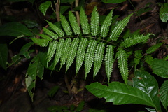 Pteridrys syrmatica