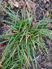 Carex sylvatica