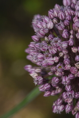 Allium ampeloprasum