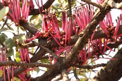 Tapinanthus rubromarginatus