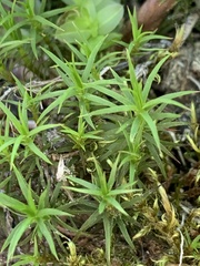 Polytrichastrum alpinum