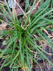 Carex sylvatica