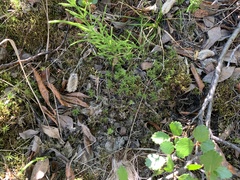 Polytrichastrum alpinum