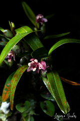 Maxillaria costaricensis