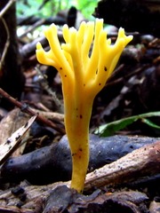 Clavulinopsis corniculata