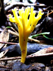 Clavulinopsis corniculata