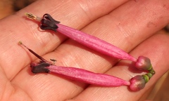 Tapinanthus rubromarginatus