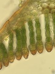 Polytrichastrum alpinum