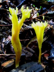 Clavulinopsis corniculata