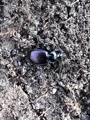 Sphaeroderus