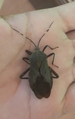 Pachylis laticornis