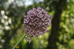 Allium ampeloprasum