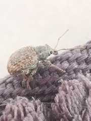 Phlyctinus callosus