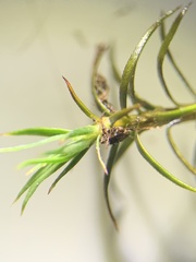 Polytrichastrum alpinum