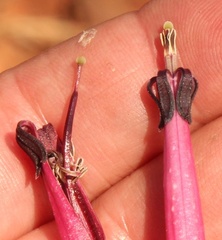 Tapinanthus rubromarginatus