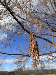 Metasequoia glyptostroboides