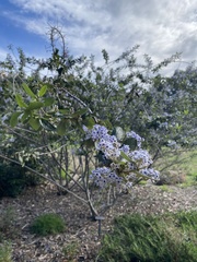 Ceanothus