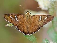 Apyrrothrix araxes