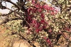 Tapinanthus rubromarginatus