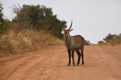 Kobus ellipsiprymnus defassa