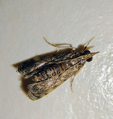 Noorda