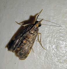 Noorda