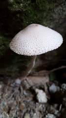 Agaricales