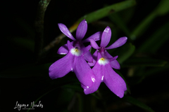 Epidendrum centropetalum