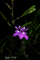 Epidendrum centropetalum