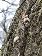 Cryptoporus volvatus