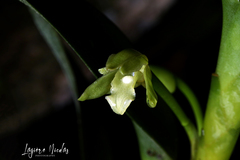 Maxillaria anceps