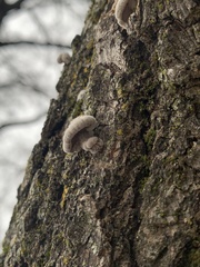 Cryptoporus volvatus