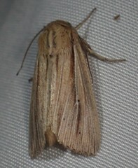 Leucania phragmitidicola