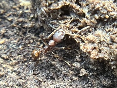 Aphaenogaster fulva