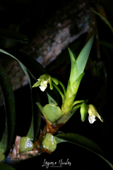 Maxillaria anceps