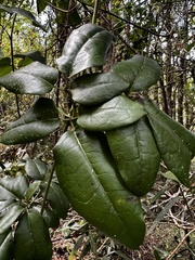 Lardizabala biternata