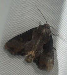 Lateroligia ophiogramma