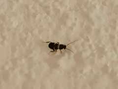 Periplaneta australasiae