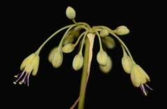 Allium flavum tauricum