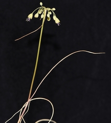 Allium flavum tauricum