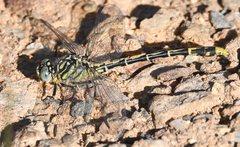 Austrogomphus australis
