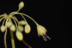 Allium flavum tauricum