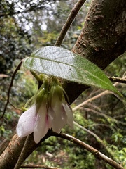 Elytropus chilensis