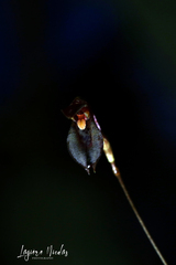 Specklinia acrisepala