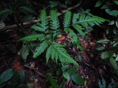 Tectaria griffithii