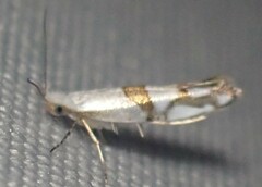 Argyresthia oreasella
