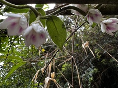 Elytropus chilensis